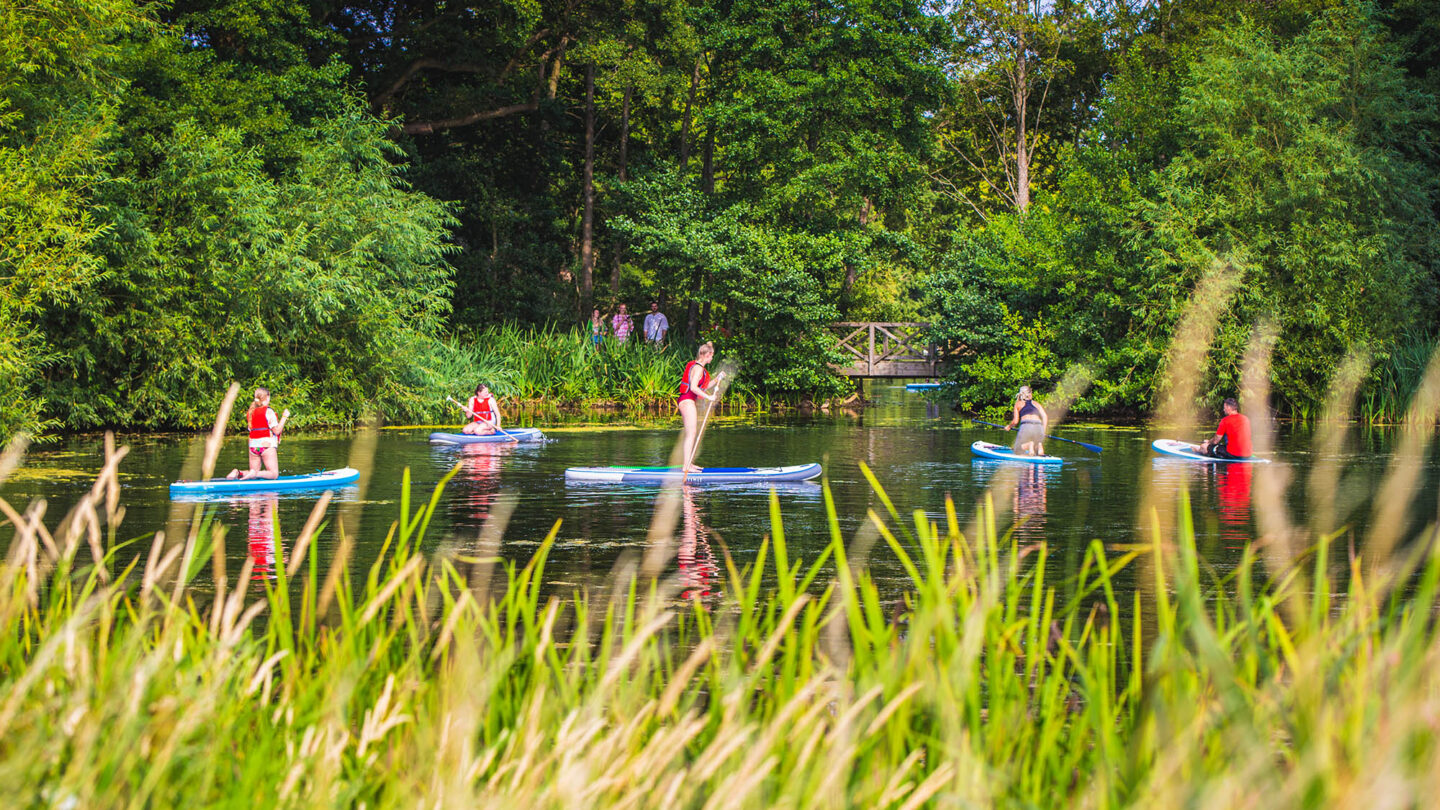 Four people paddleboard on the lake, with reeds in soft focus in the foreground.