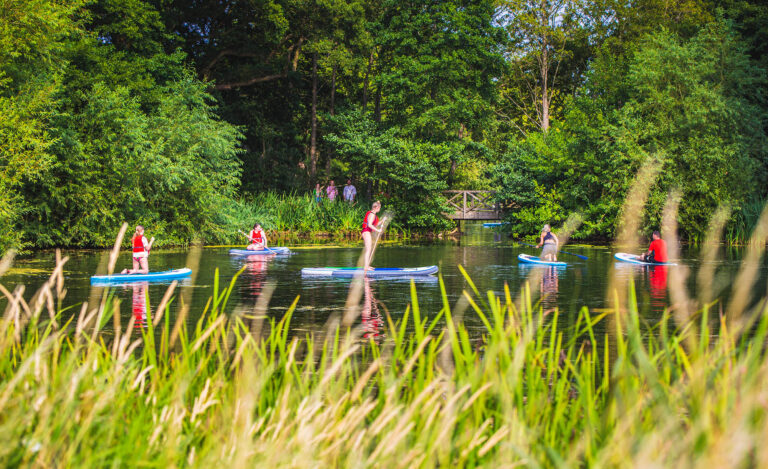 Four people paddleboard on the lake, with reeds in soft focus in the foreground.