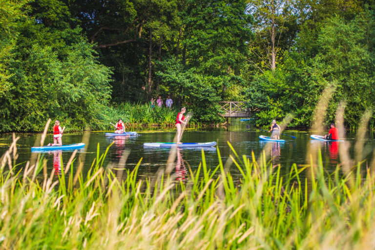 Four people paddleboard on the lake, with reeds in soft focus in the foreground.